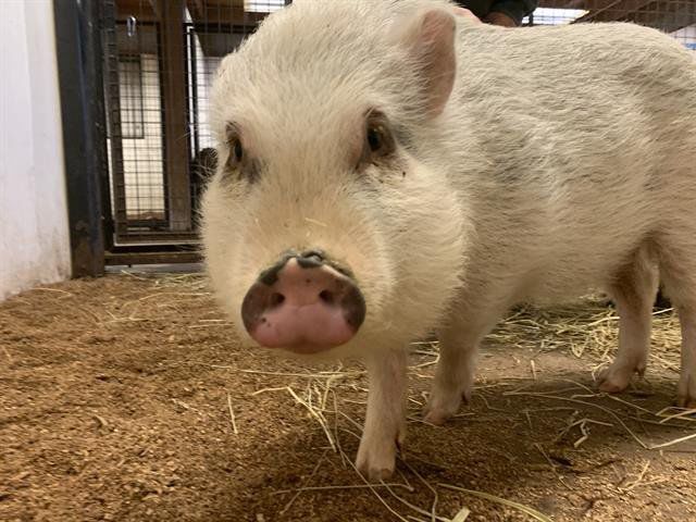 Last week's pet, still available: Maxwell